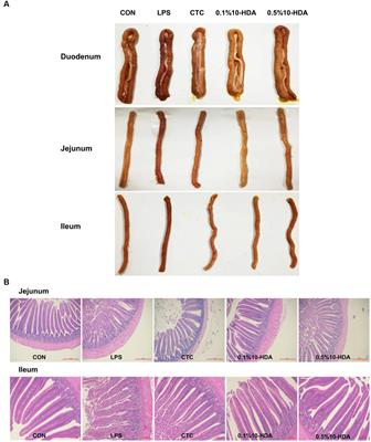 10-hydroxy-2-decenoic acid alleviates lipopolysaccharide-induced intestinal mucosal injury through anti-inflammatory, antioxidant, and gut microbiota modulation activities in chickens